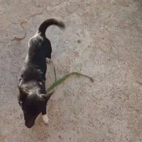 پاکوتاه گوش تیز|سگ|فاضل آباد, |دیوار