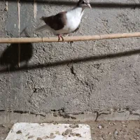 ساده|پرنده|زابل, |دیوار