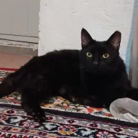 واگذاری رایگان گربه ماده