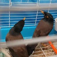 یک جفت مرغ مینا پاکستانی