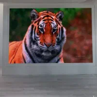 اجاره تلویزیون شهری ،(ویدیو وال )تی وی شهری|تلویزیون و پروژکتور|اصفهان, کوی امیریه|دیوار