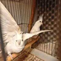 عروس هلندی نژاد البینو سرلاکی|پرنده|رشت, پل تالشان|دیوار