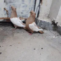 جفت  سینه زرد رنگ پرتقالی