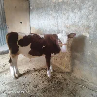 گاو  با گوساله سیمینتال نر