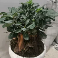 بنسای میخک هندی دو سایز