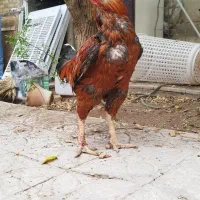 لاری درشت
