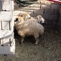 گوسفند بره کاور بز