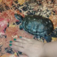 دوعدد گوش قرمز|خزنده|کرمان, |دیوار