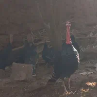 8 عدد بوقلمو