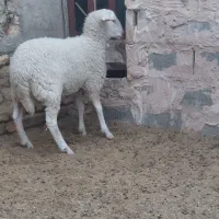 بره لاکن ماده بافق|حیوانات مزرعه|یزد, |دیوار