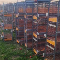 قفسه مرغ تخمگذار