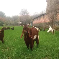 بز نر پاکستانی گوشتی کیلو ۷۸۰هزار تومان