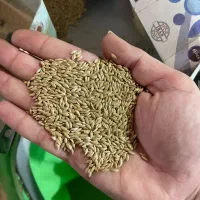 تخم کتان اردبیل بوجار شده برای قناری و. عروس هل