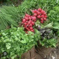 سبزیجات پاک شده و آماده تازه و مرغوب ریحون
