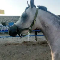 مادیان دوسر وارداتی به همراه کره مادیان۱۵ماهه