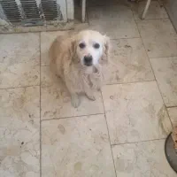 واگذاری ۳قلاده سگ