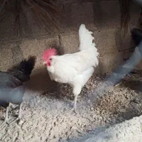 خروس سفید ریشی پا سیاه 850 ت|حیوانات مزرعه|خورموج, |دیوار