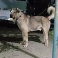 سگ پژدر