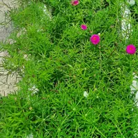 گل و گیاه|گل و گیاه طبیعی|برازجان, |دیوار