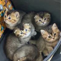 گربه اسکاتیش بریتیش گلد