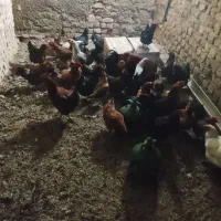 مرغ تخم گذار