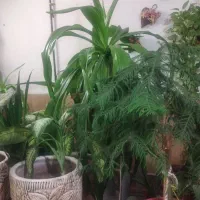 گل و گیاه|گل و گیاه طبیعی|شیراز, کوشک میدان|دیوار