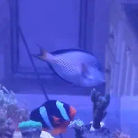 ماهی دم قیچی