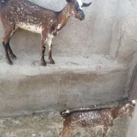 نری شهری وکهره آغوس با بچه نقشی|حیوانات مزرعه|قشم, |دیوار