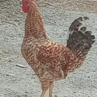 خروس ومرغ