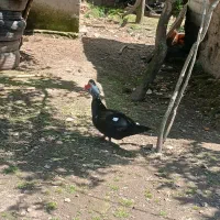 اردک اسرائیلی نر