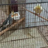 عروس هلندی کار داده|پرنده|میبد, |دیوار