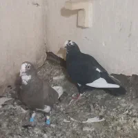 نرو ماده قره کرمونی|پرنده|شیراز, حومه شیراز|دیوار