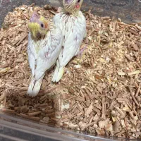 جوجه عروس هلندی لوتینو