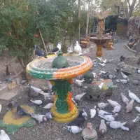 کبوتر یاهو|پرنده|قم, یزدان‌شهر|دیوار