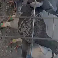پلاکی گم شده