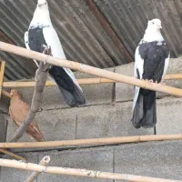 سه جفت کفترپدرمادرداربرای سیاتی بازاوچندتاطوقی|پرنده|کرمانشاه, |دیوار