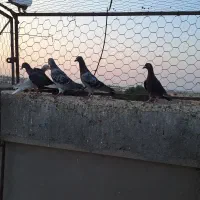 کبوتر|پرنده|شیراز, ارم|دیوار