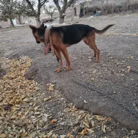 یه حیوون زرنگ و فهمیده زبون فهم|سگ|فریمان, |دیوار