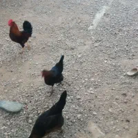 مرغ و خروس خانگی