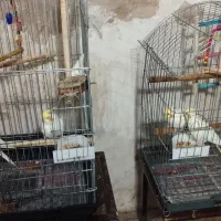 عروس هلندی قناری سهره