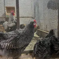 یک جفت نیمچه پلی موت راک|حیوانات مزرعه|اهواز, شهرک نفت|دیوار