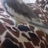 عروس هلندی ماده.باهوش.گاز نمیگیره|پرنده|خمین, |دیوار