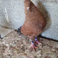 کبوتر کله ایی|پرنده|بندر گناوه, |دیوار