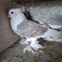 کبوتر