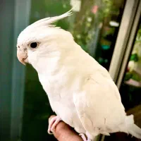 عروس هلندی و فنج قابل معاوظه توضیحات کامل|پرنده|اصفهان, خانه اصفهان|دیوار