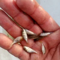 گرم یا سایز یک بند انگشت انواع ماهیان|ماهی|رشت, حومه رشت|دیوار