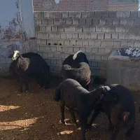 بره نر شین بش|حیوانات مزرعه|نقده, |دیوار