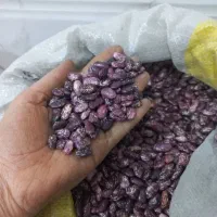 لوبیا چیتی قرمز یا عروس