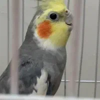 عروس سخنگو رخ تو رخ