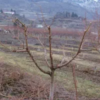 هرس باغ میوه